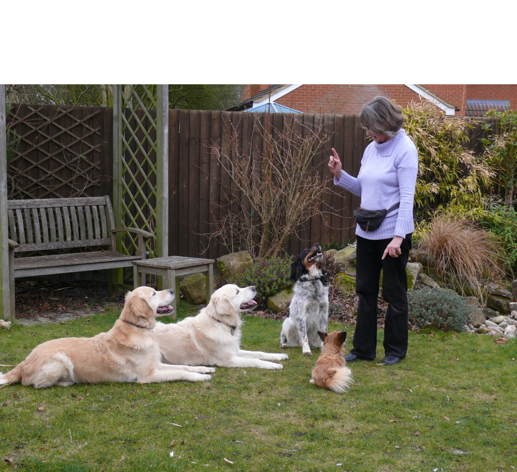 About Our Puppy Classes, Pet Training & Consultations - Pet Positive