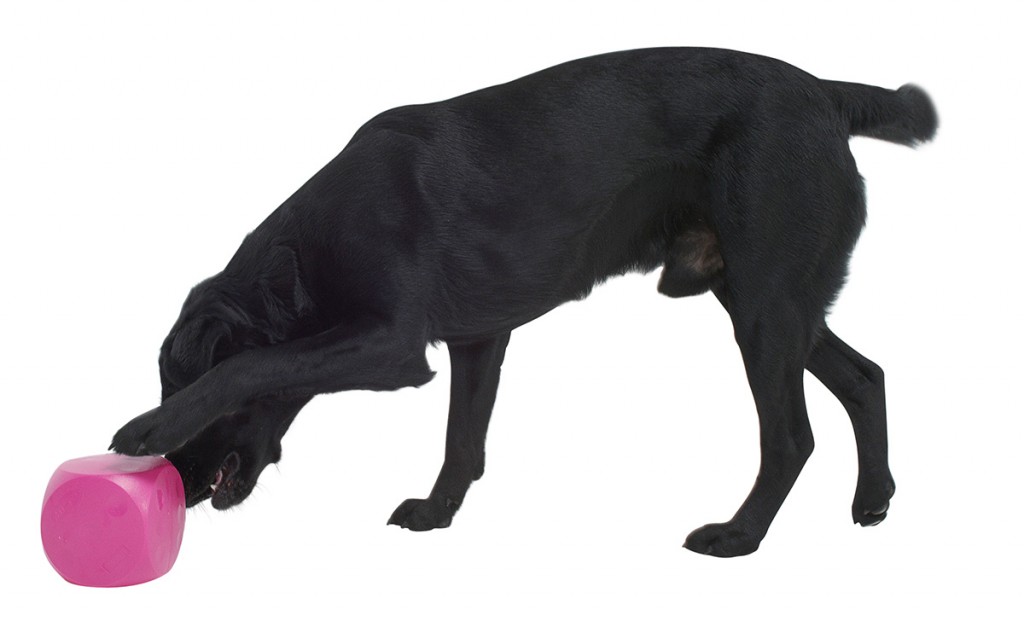 Original Buster Food cube Pet Positive